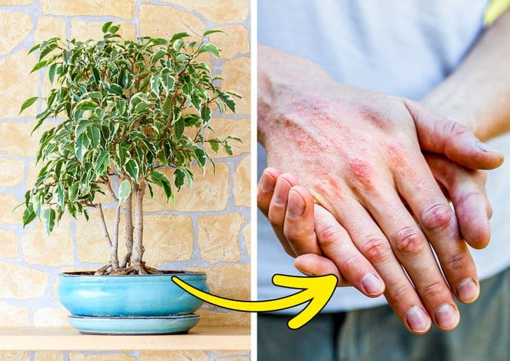Weeping Fig