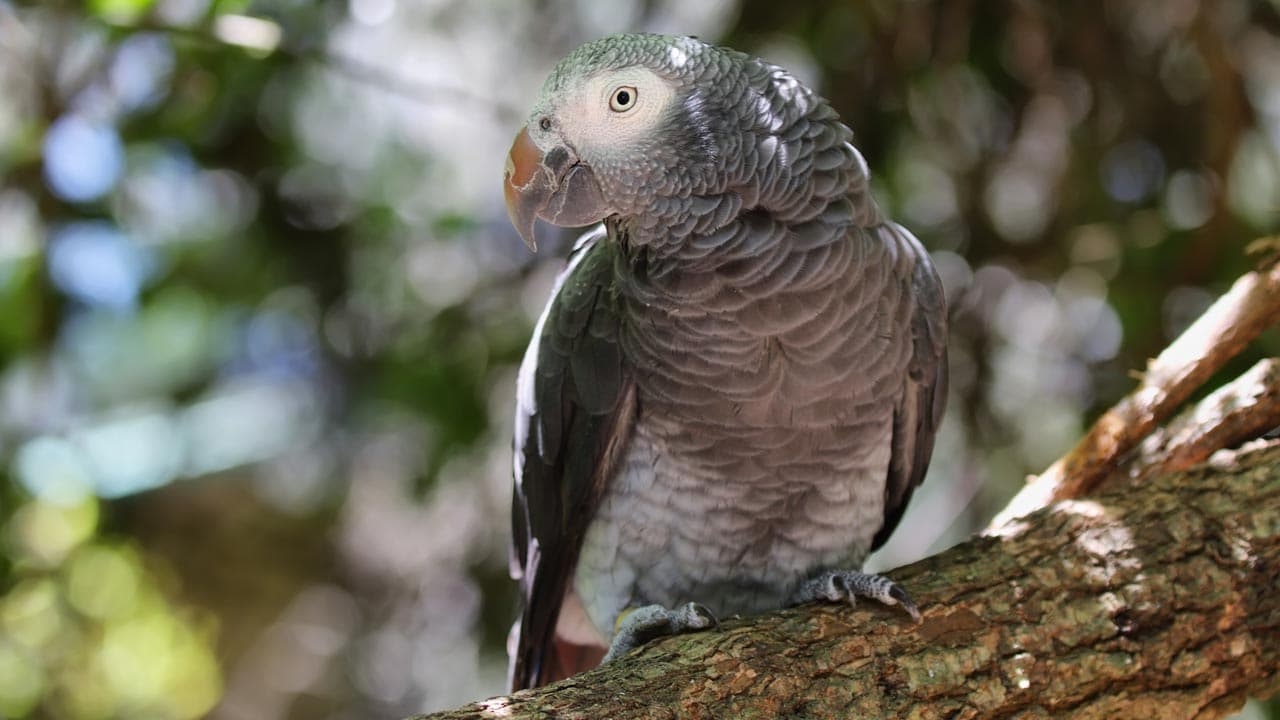 5. African Grey