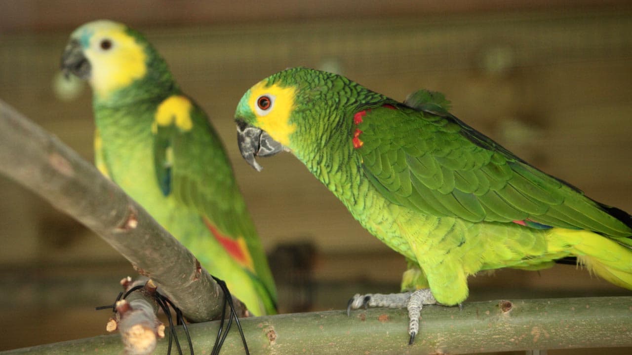 7. Amazon Parrots