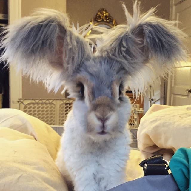 Meet Wally – Cute Bunny with Huge "Winglike" Ears