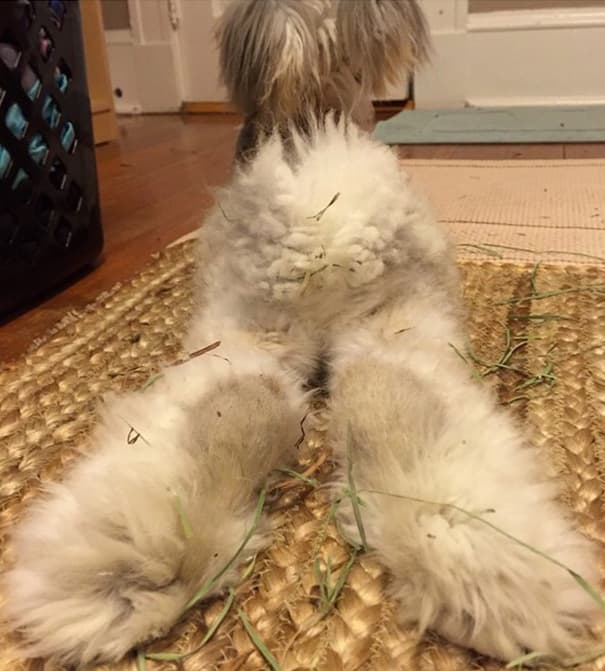 Meet Wally – Cute Bunny with Huge "Winglike" Ears