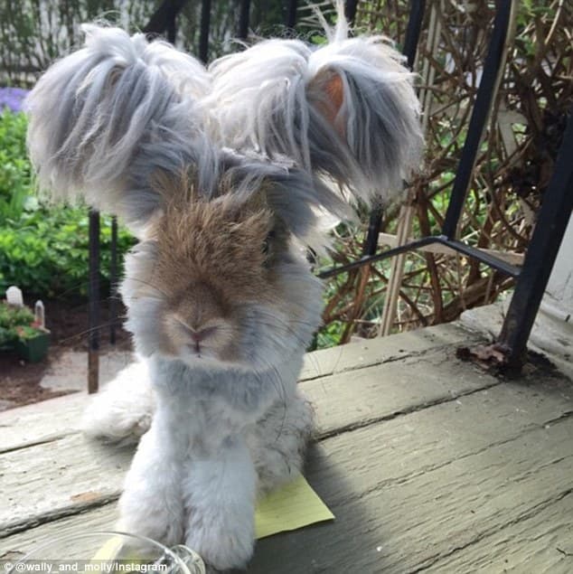 Meet Wally – Cute Bunny with Huge "Winglike" Ears