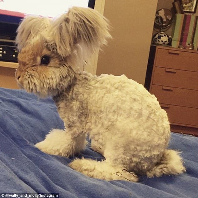Meet Wally – Cute Bunny with Huge "Winglike" Ears