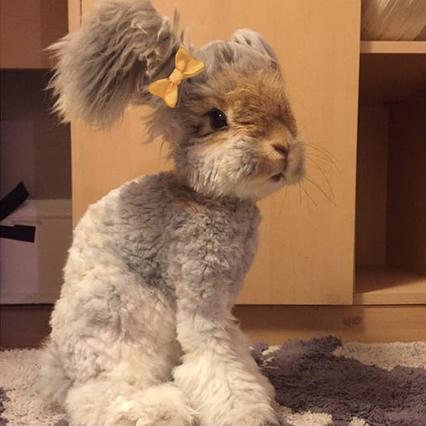 Meet Wally – Cute Bunny with Huge "Winglike" Ears