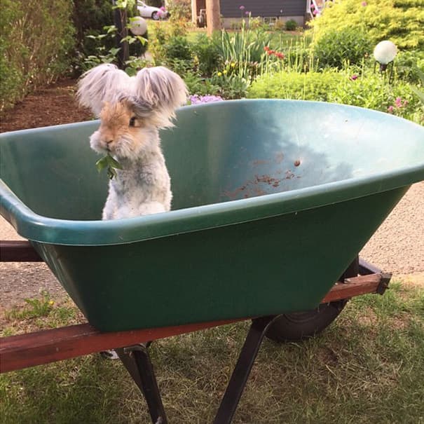 Meet Wally – Cute Bunny with Huge "Winglike" Ears