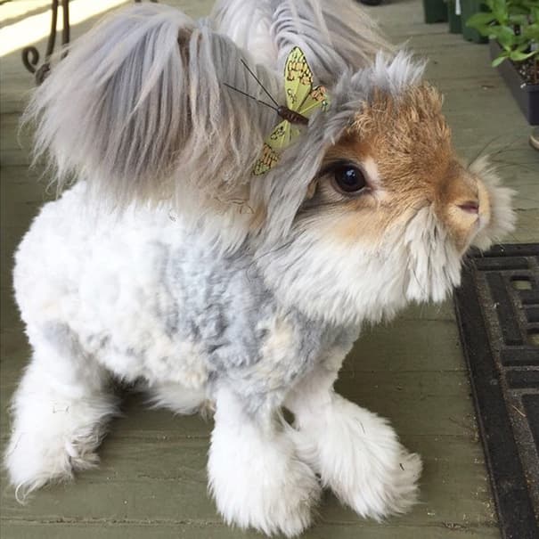 Meet Wally – Cute Bunny with Huge "Winglike" Ears