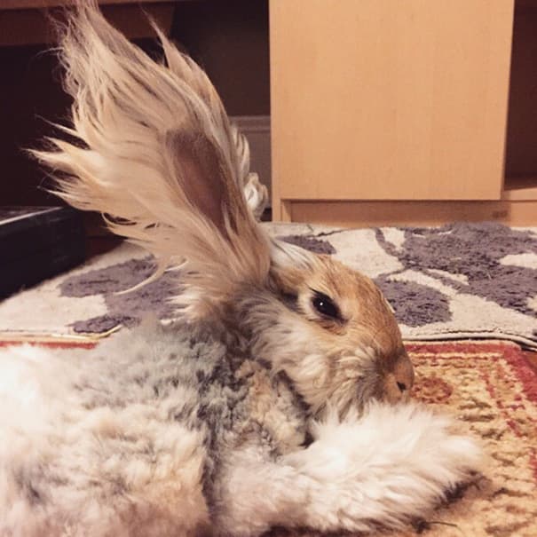 Meet Wally – Cute Bunny with Huge "Winglike" Ears