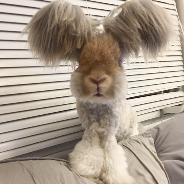 Meet Wally – Cute Bunny with Huge "Winglike" Ears