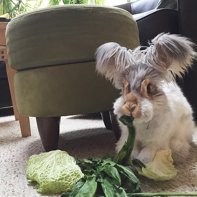 Meet Wally – Cute Bunny with Huge "Winglike" Ears