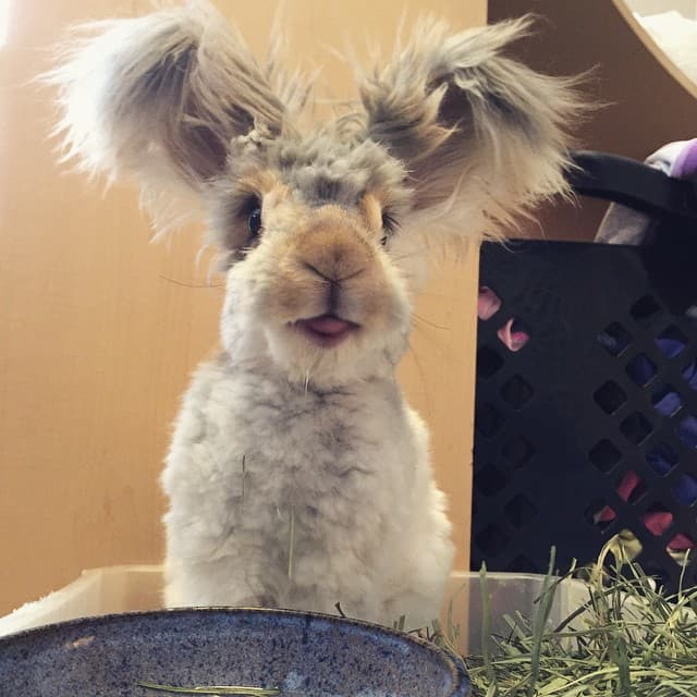 Meet Wally – Cute Bunny with Huge "Winglike" Ears
