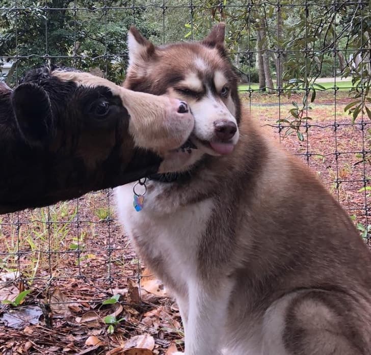 “My pup and our neighbor’s calf have become the bestest of friends.”