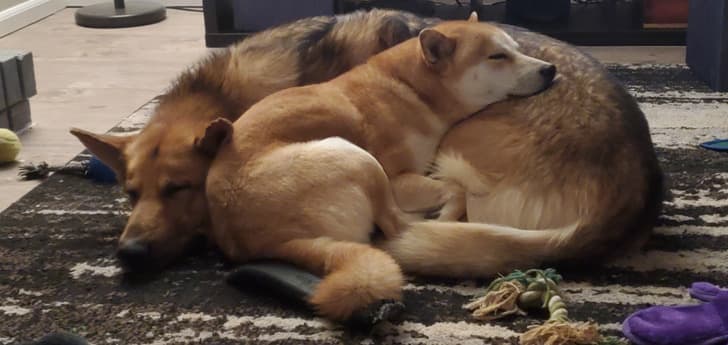 “My shepherd and my boyfriend’s Shiba cuddling for the first time since we moved in together”