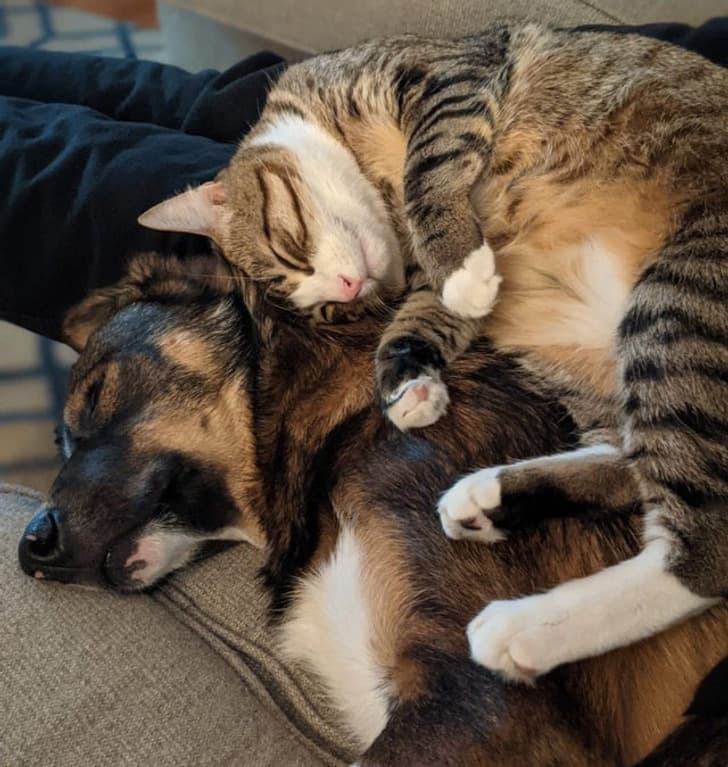 “My girlfriend’s cat decided the new puppy was okay last night after 2 months of keeping his distance.”