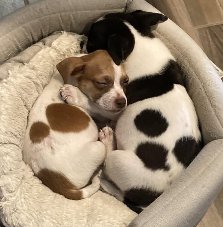 “The brothers we rescued after Hurricane Ida”