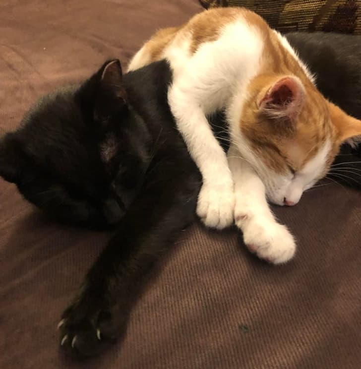 “Our kittens aren’t brothers, but they came to the shelter together. They’re best friends.”