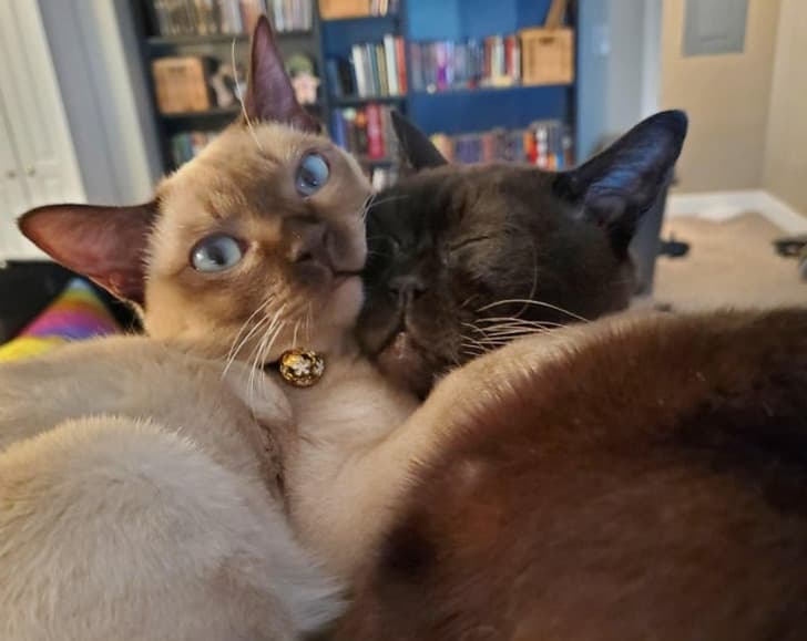 “My cats in their cat tree”