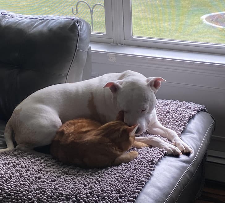 “We rescued our hippo 3 years ago. A month later, my husband brought home a kitten. This is them today.”