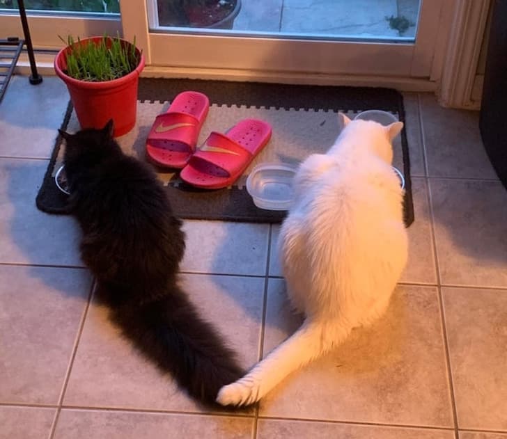 “My dad died 2 weeks ago, and I inherited his 2 cats. I couldn’t give them up or separate them, they’re amazing.”