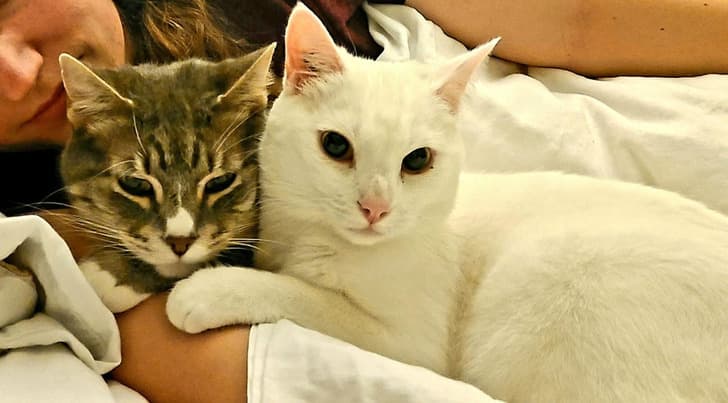 “Kitty Cat’s getting ready for bed. She needs to be touching him at all times.”