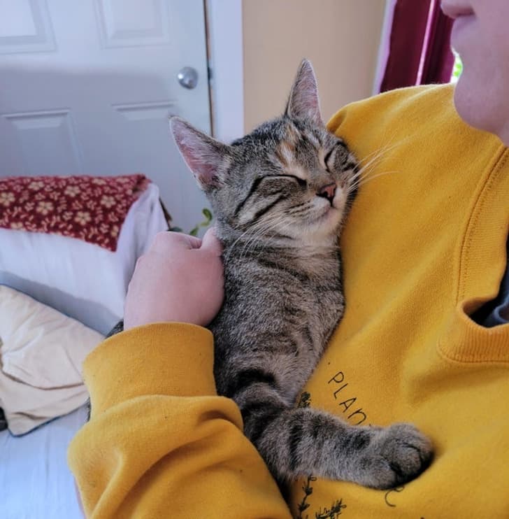“I think my kitten loves my girlfriend.”