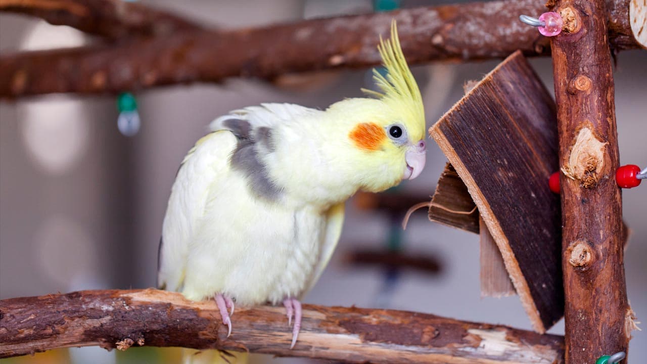2. Cockatiel Parrot