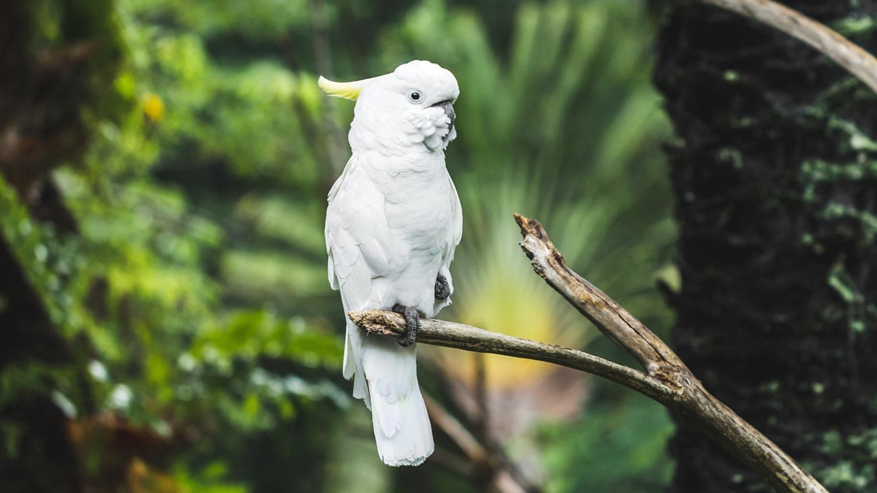 8. Cockatoo Parrot