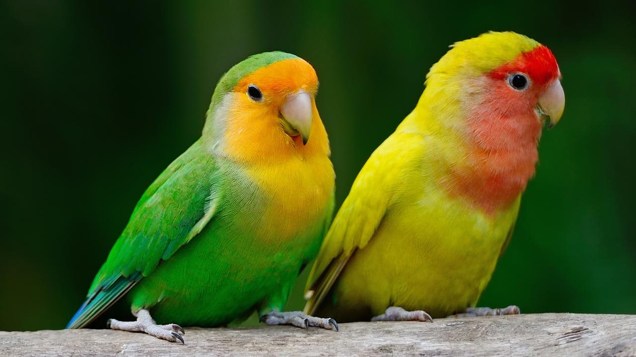 3. Love Birds / (Paradise) Parrots