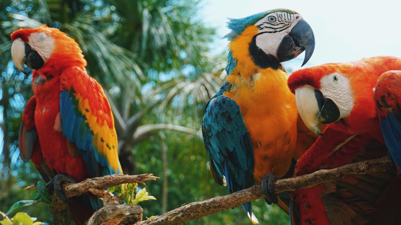 1. Macaw Parrot