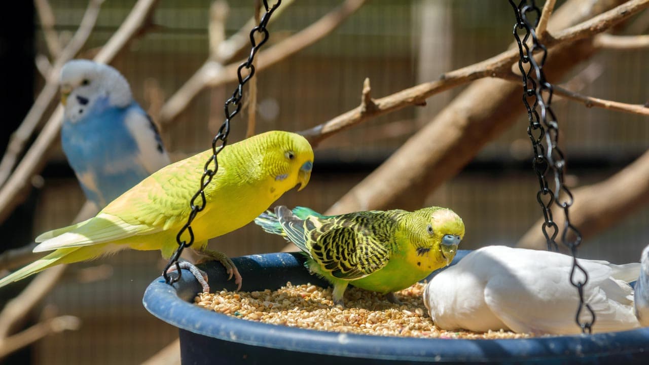 4. Parakeet/Budgerigars