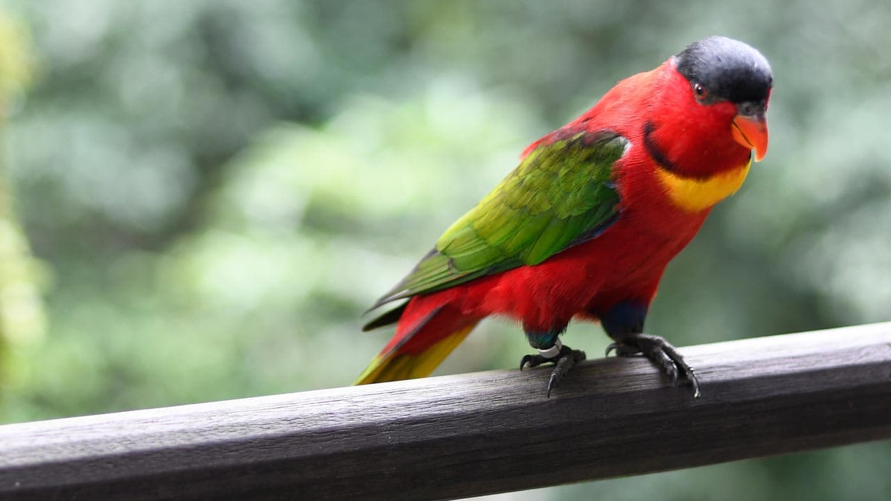 6. Red Lory