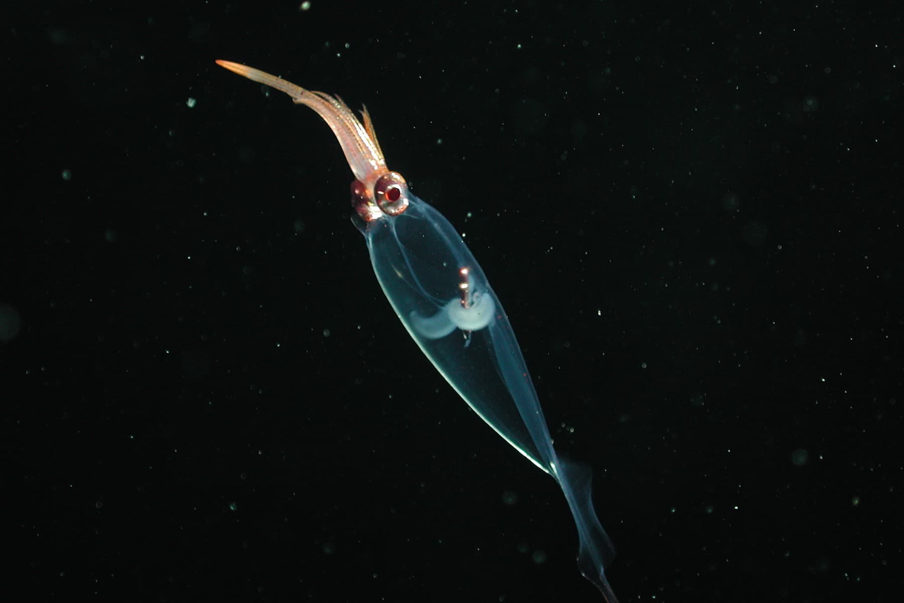 Glass Squid | Family Cranchiidae