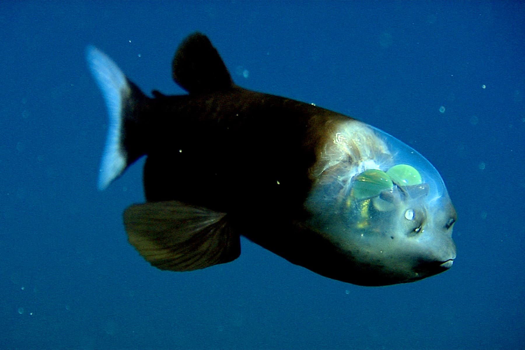 Barreleye Fish | Macropinna microstoma