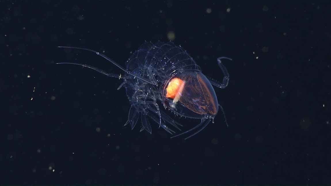 Crystal Amphipod | Cystisoma