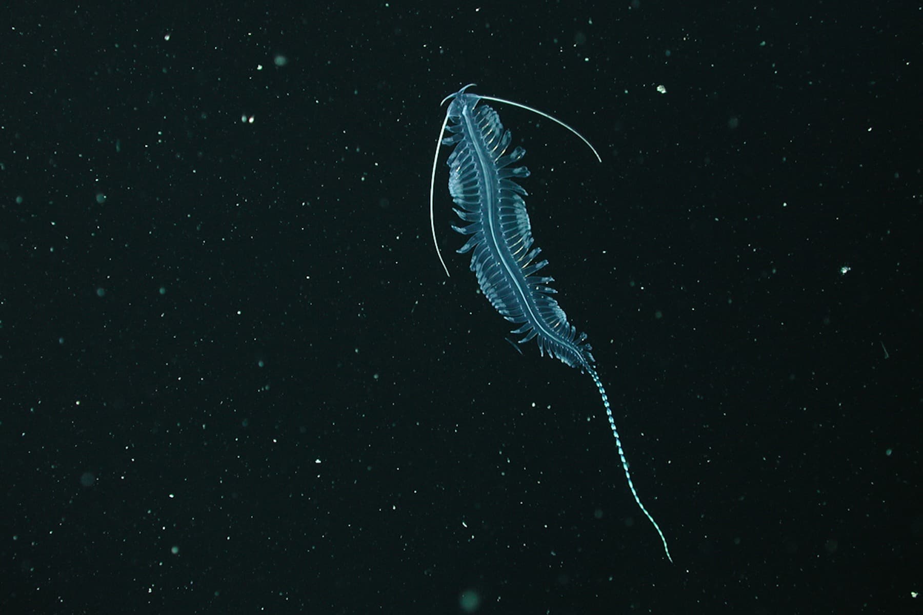 Gossamer Worm | Tomopteris