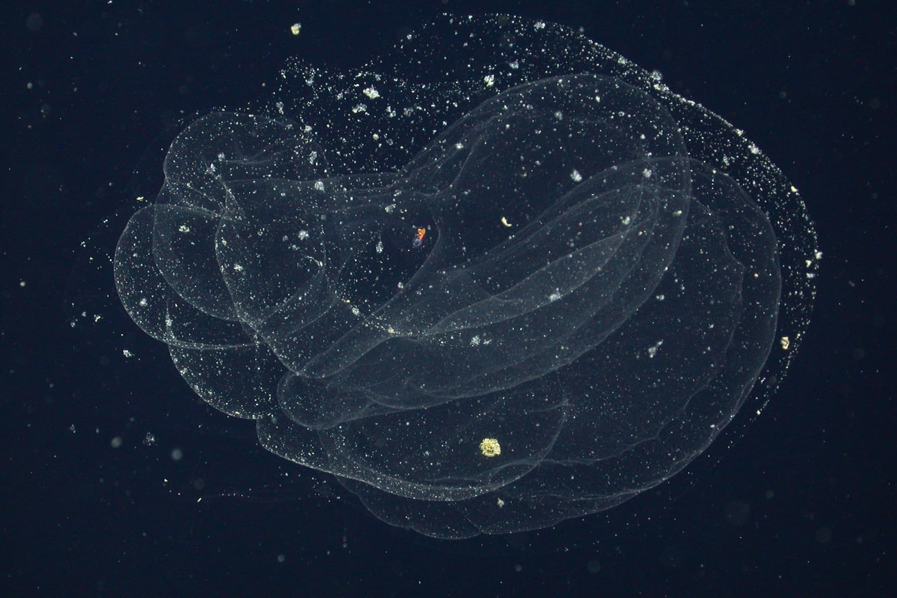Redhead Larvacean | Mesochordaeus erythrocephalus