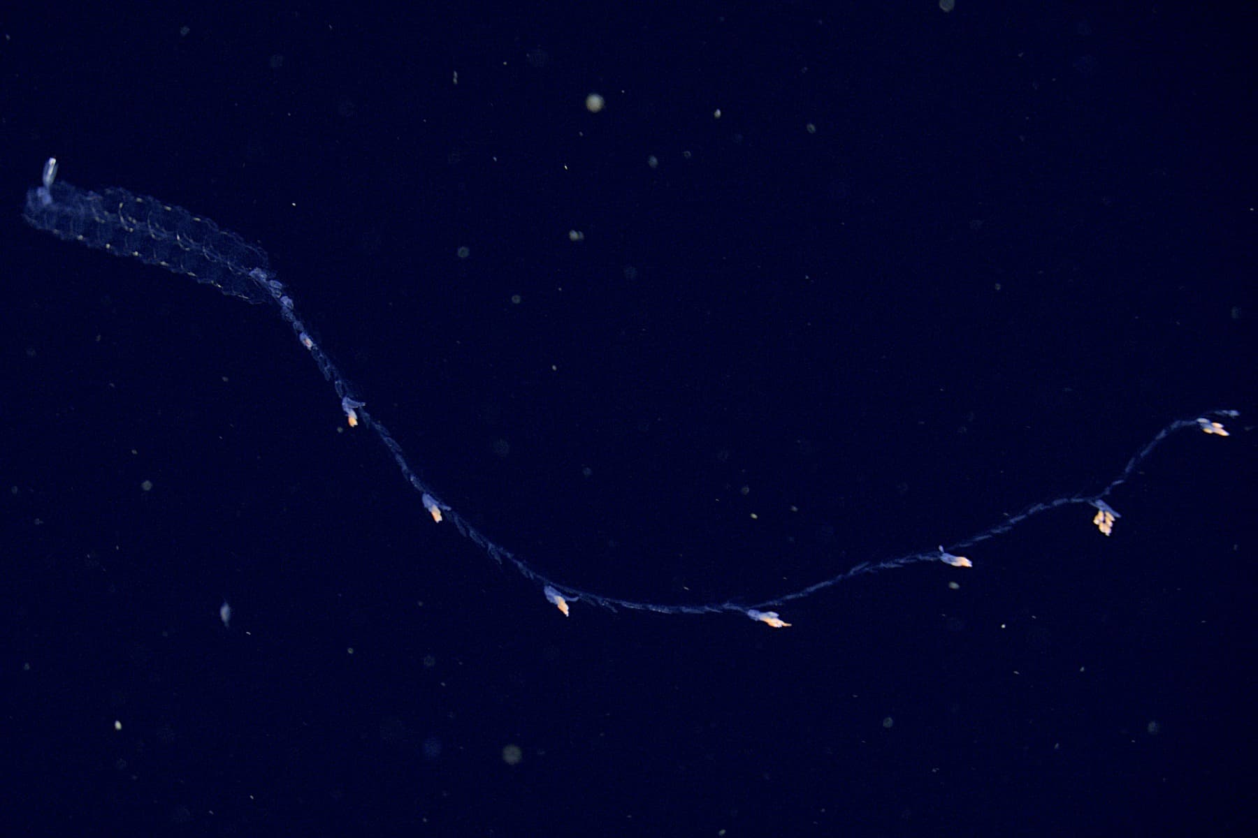 Common Siphonophore | Nanomia bijuga