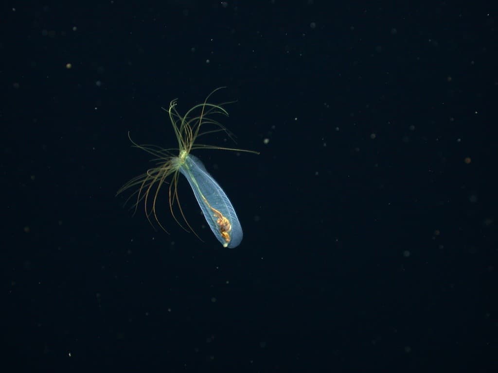 Balloon Worm | Poeobius meseres