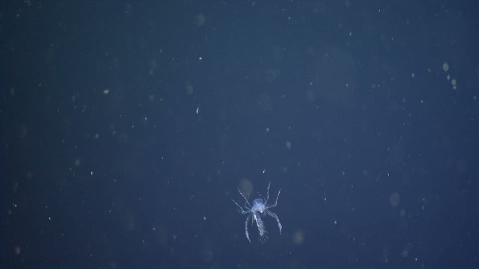 Barrel Amphipod | Phronima sedentaria