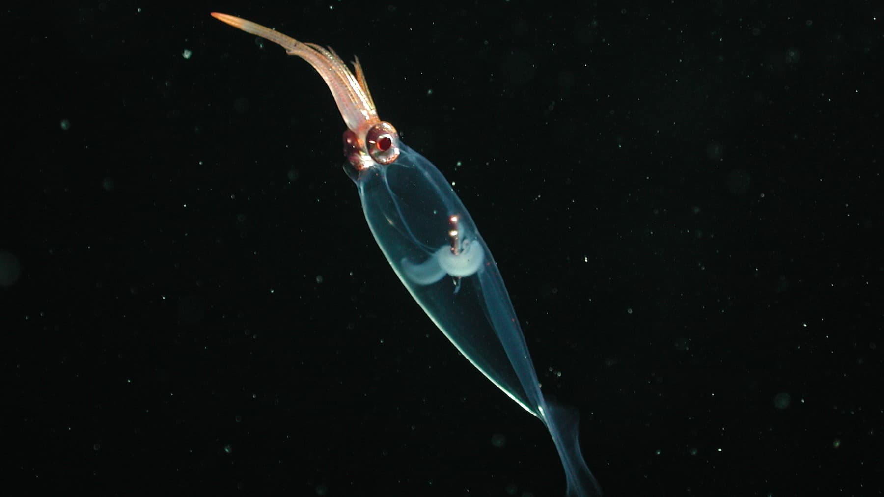 Almost Invisible: Transparent Animals of the Deep Sea