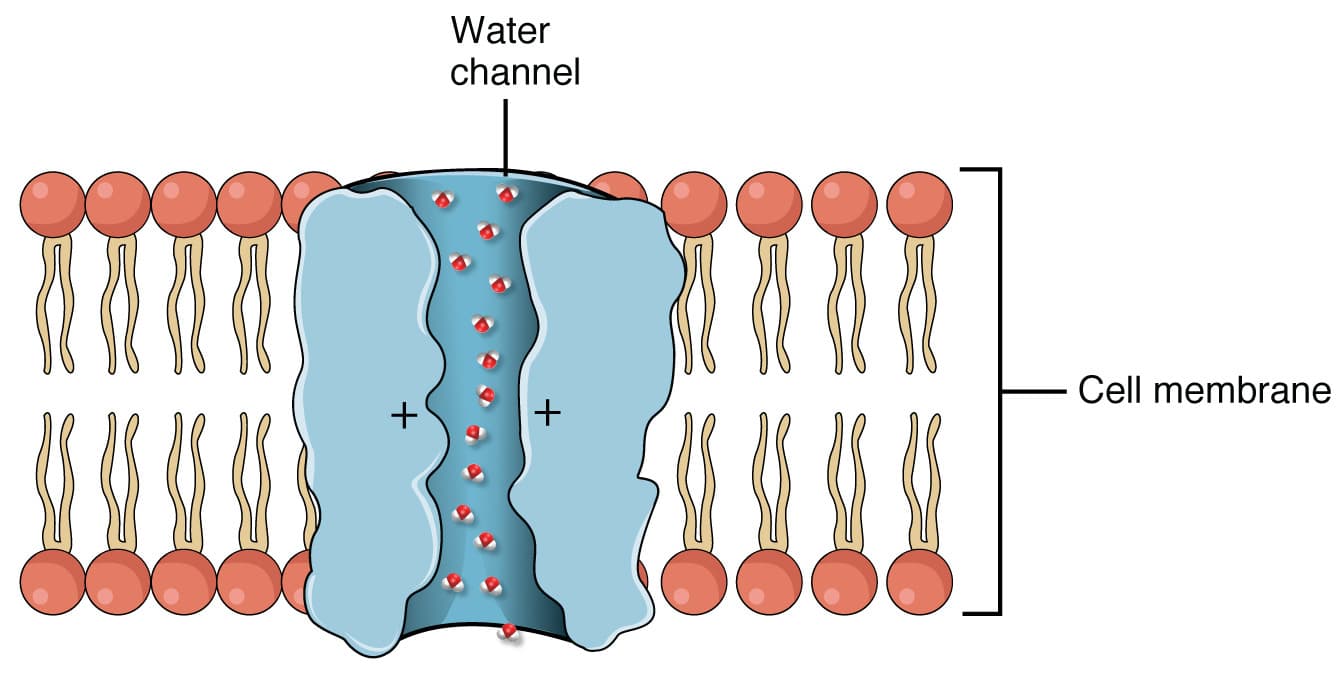 Aquaporin Membranes | Nature’s Water Channels