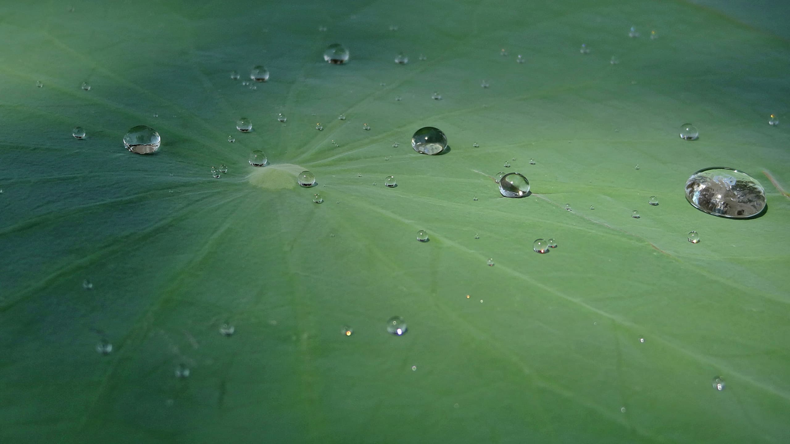 Lotusan Facade Paint | The Lotus Leaf