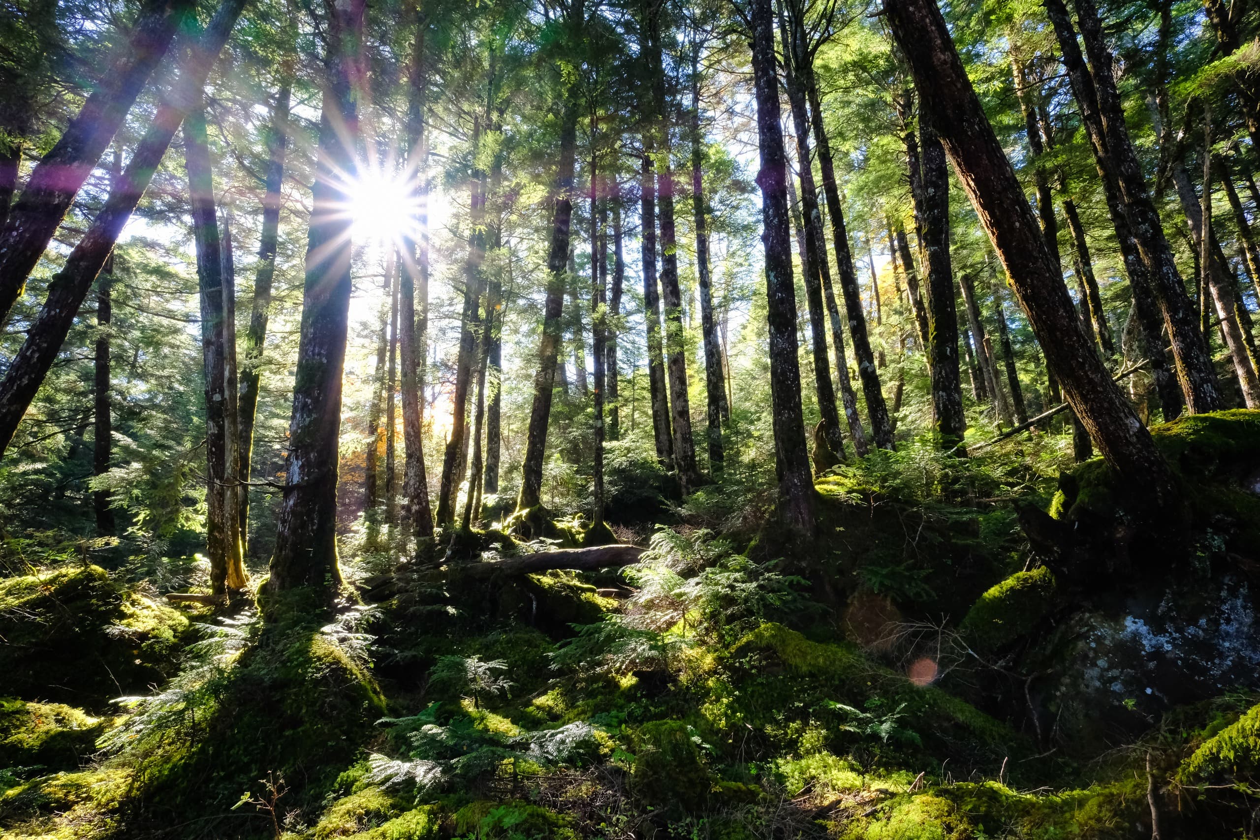 Light Through the Canopy