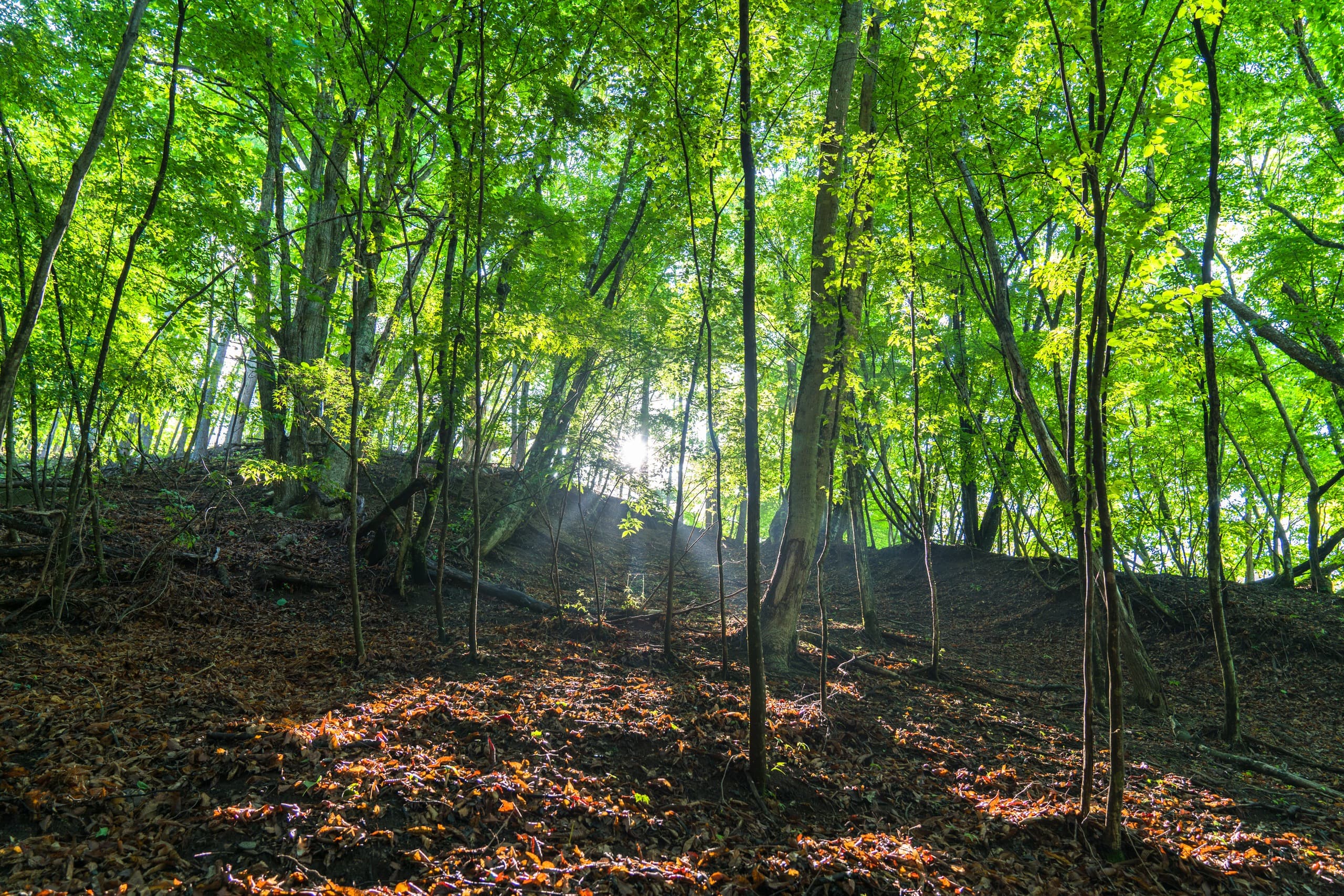 A Forest in Green