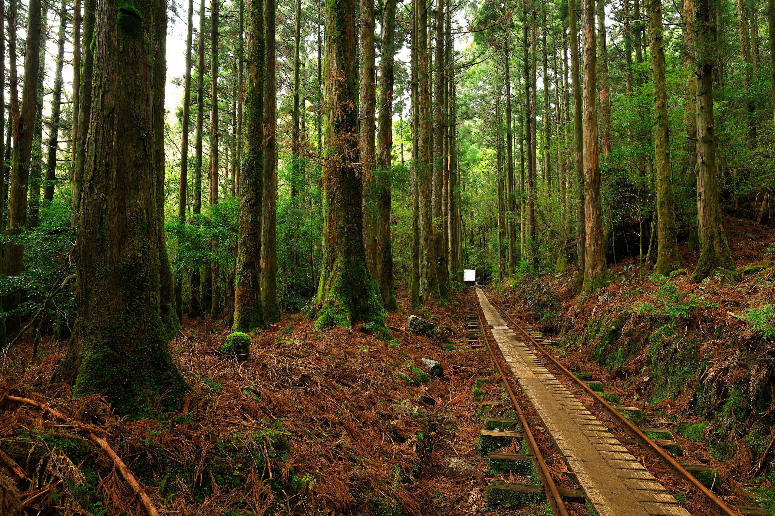 A Path Between Tall Trunks
