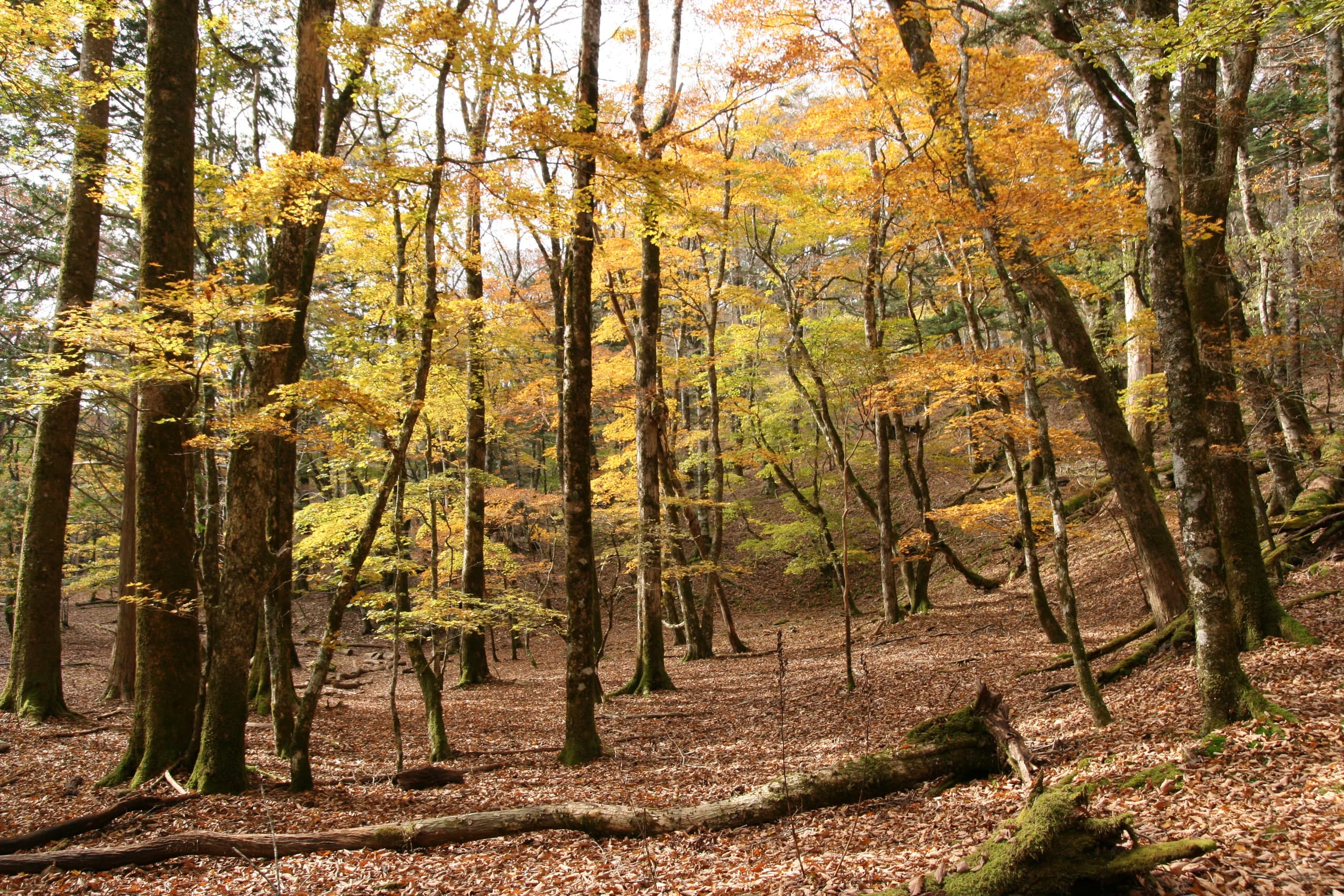 Autumn in Nishi-Odai