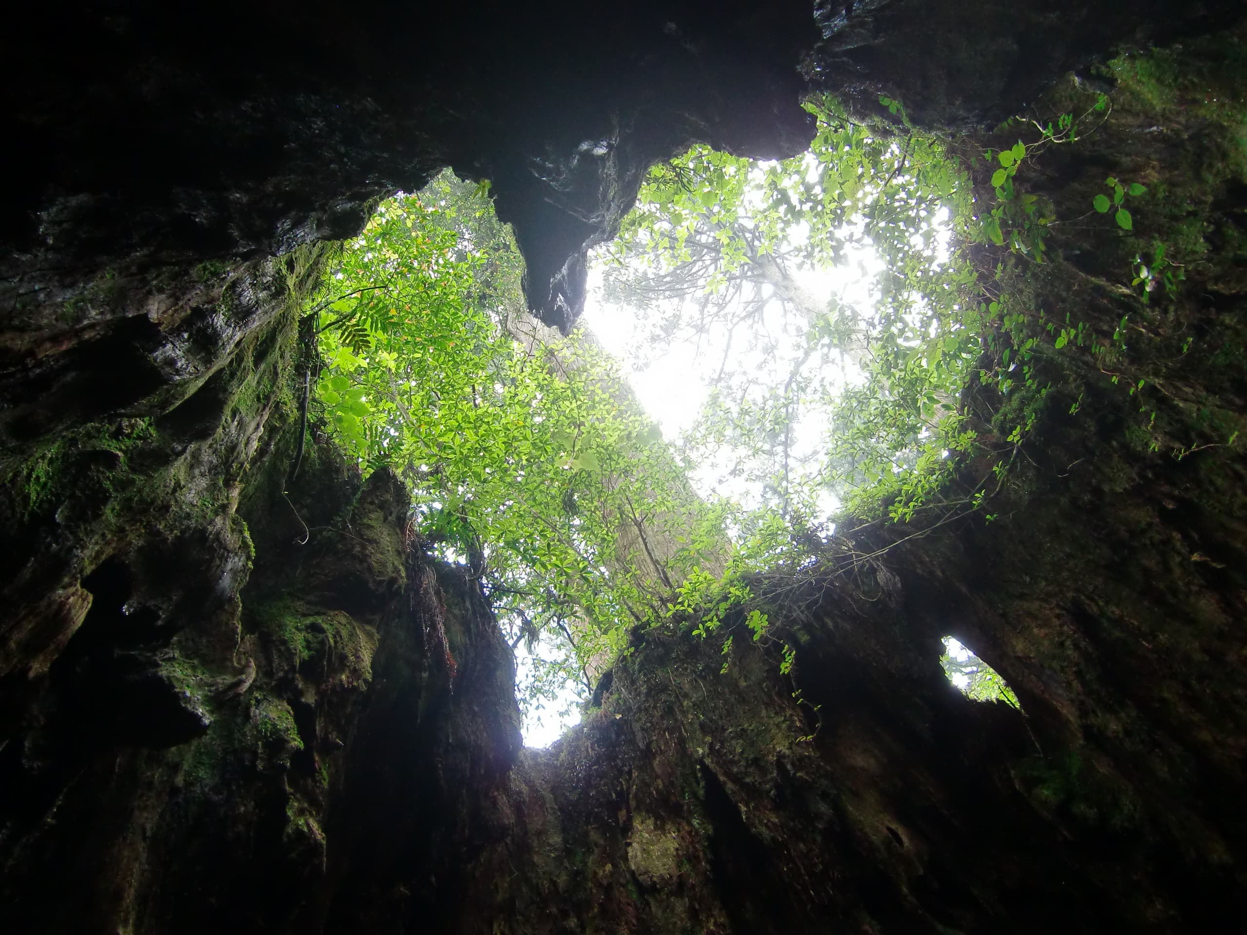 Moss and Cedars on Yakushima