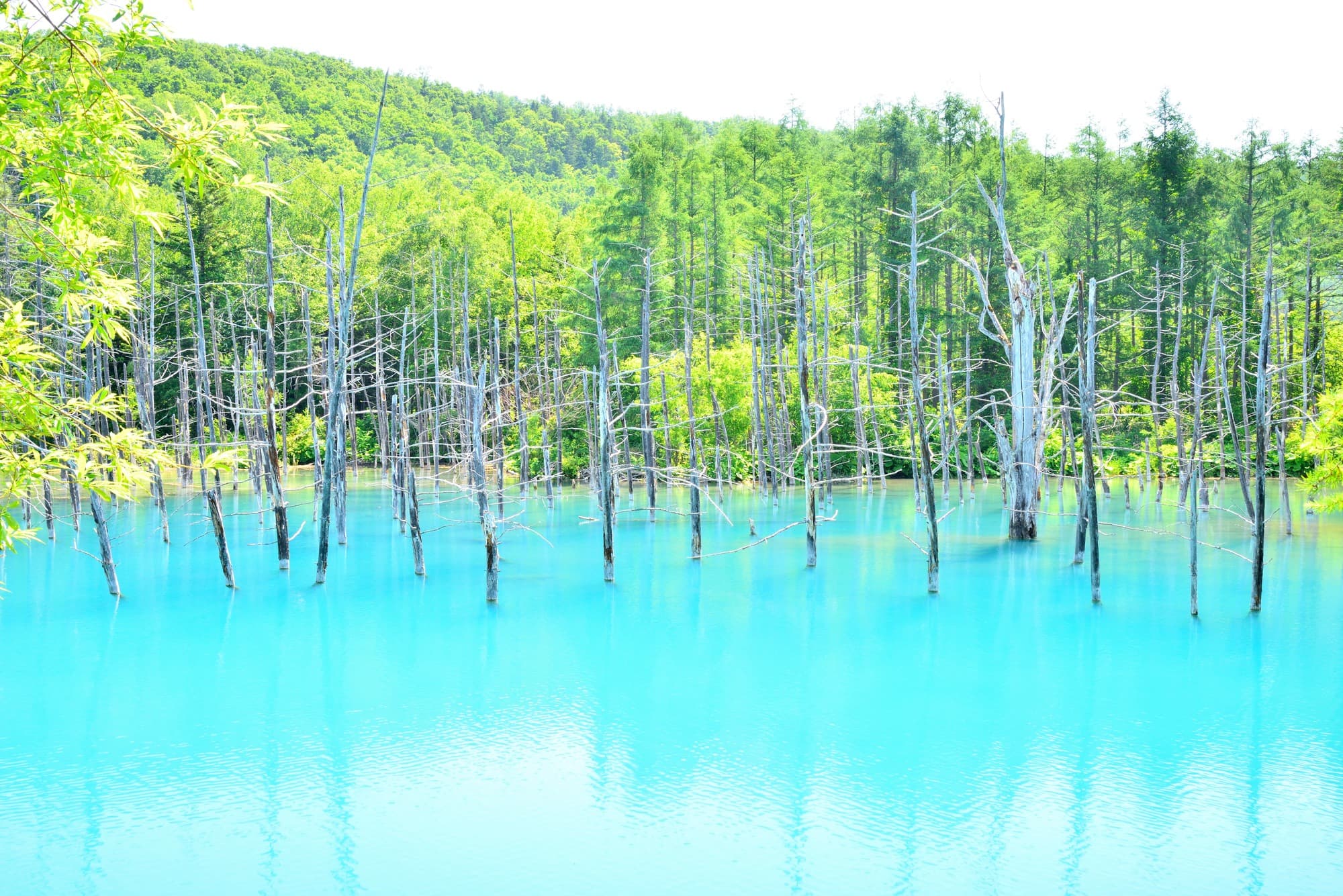 Biei’s Blue Pond | A Landscape With an Unexpected Origin