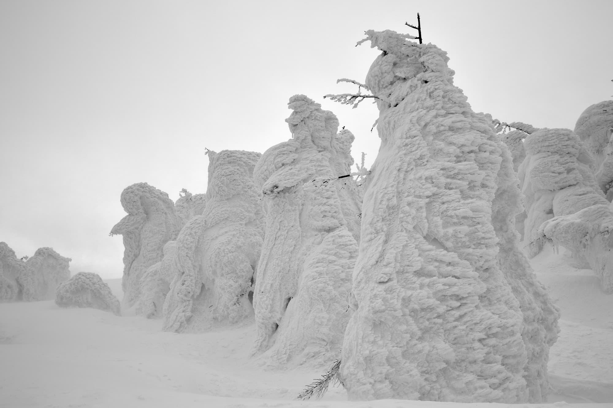 Zao’s Snow Monsters | Winter Rewrites the Trees
