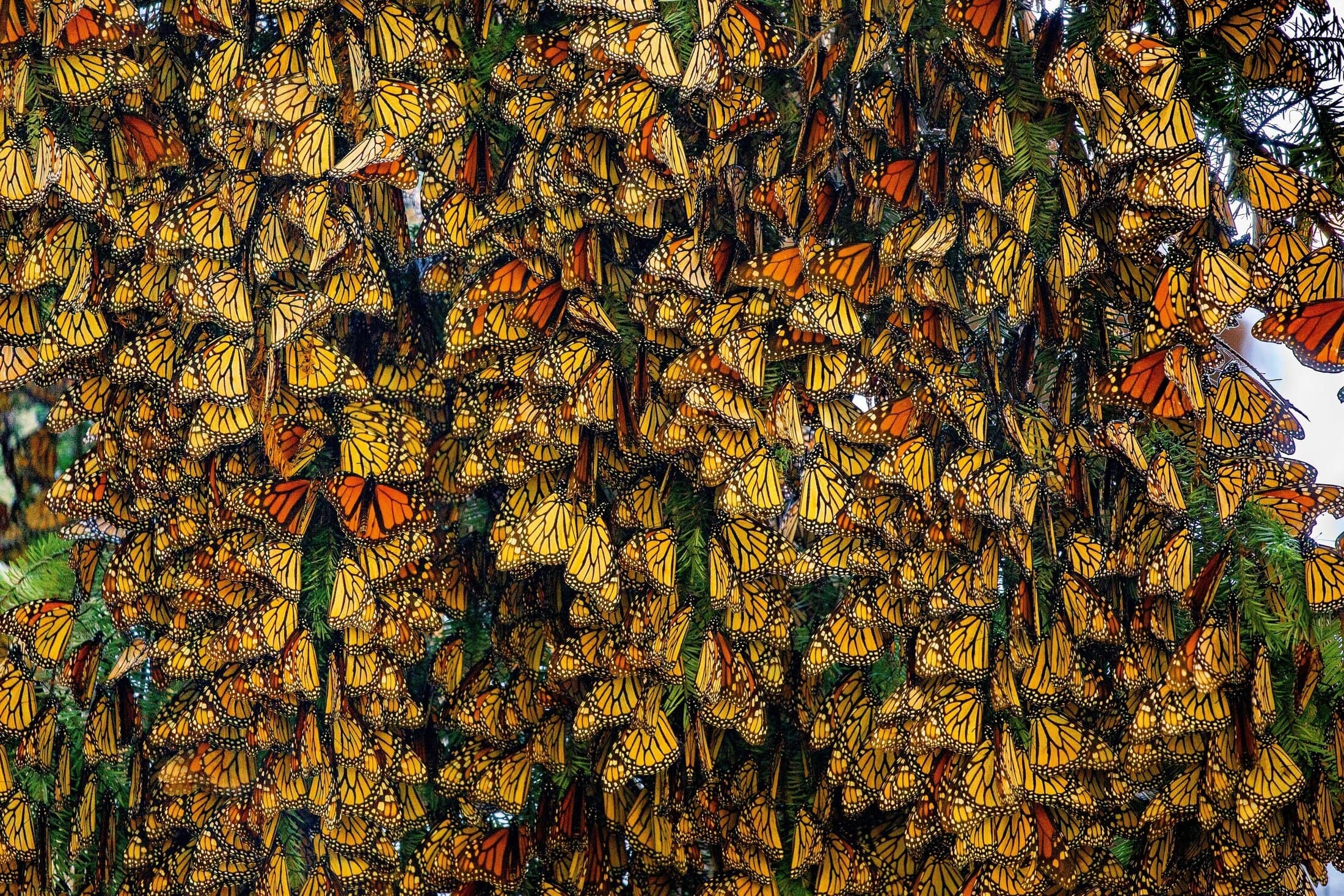Monarch Butterflies | Mexico