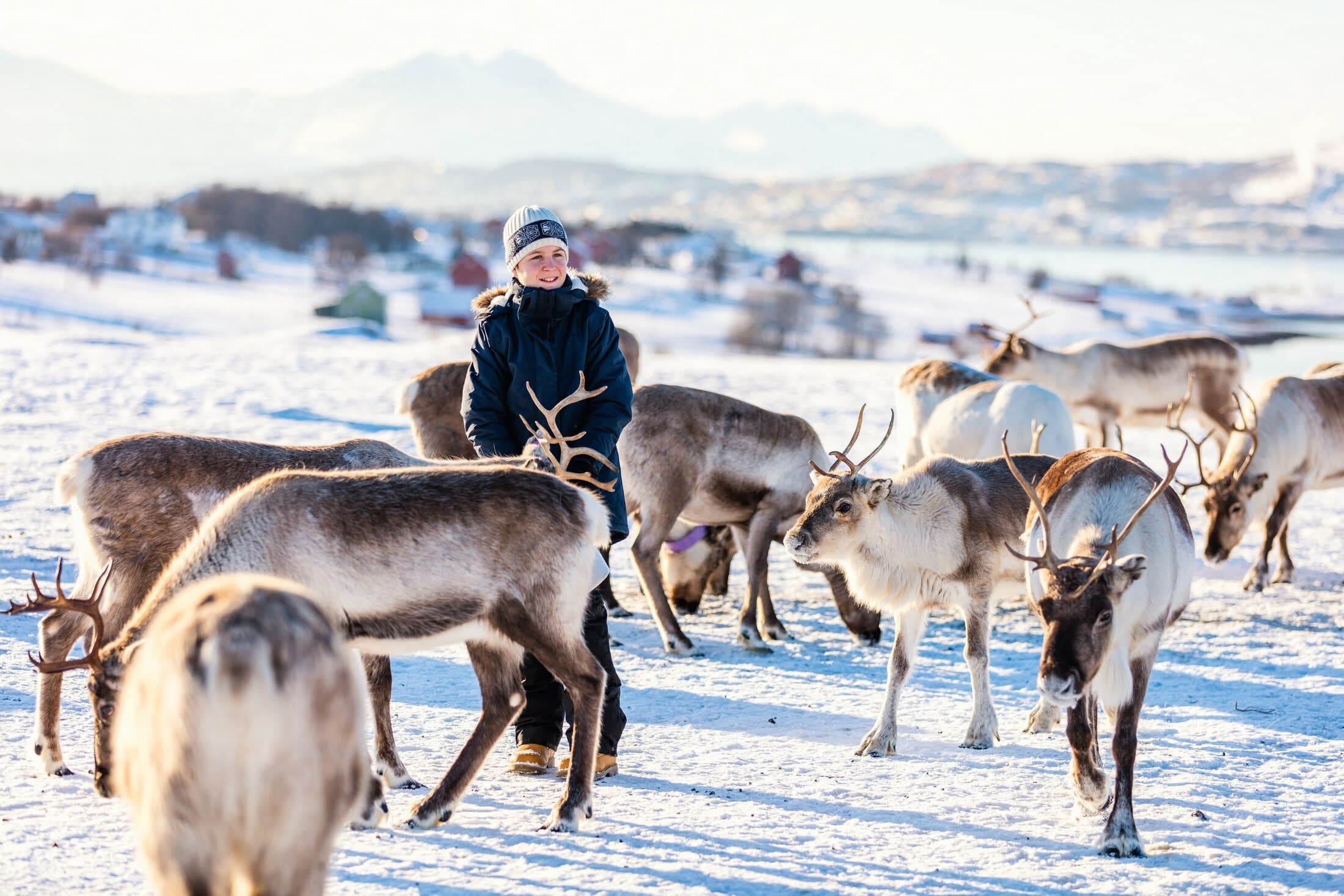 Reindeer | Norway